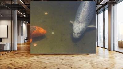 Koi in a pond with coins in it. The copper in the coins affects the blood cells and increases mucus production in the gills of koi, which makes it more difficult for the koi to breathe Wall mural